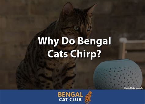 bengal cat sounds|why do bengal cats chirp.